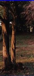 park Rafut